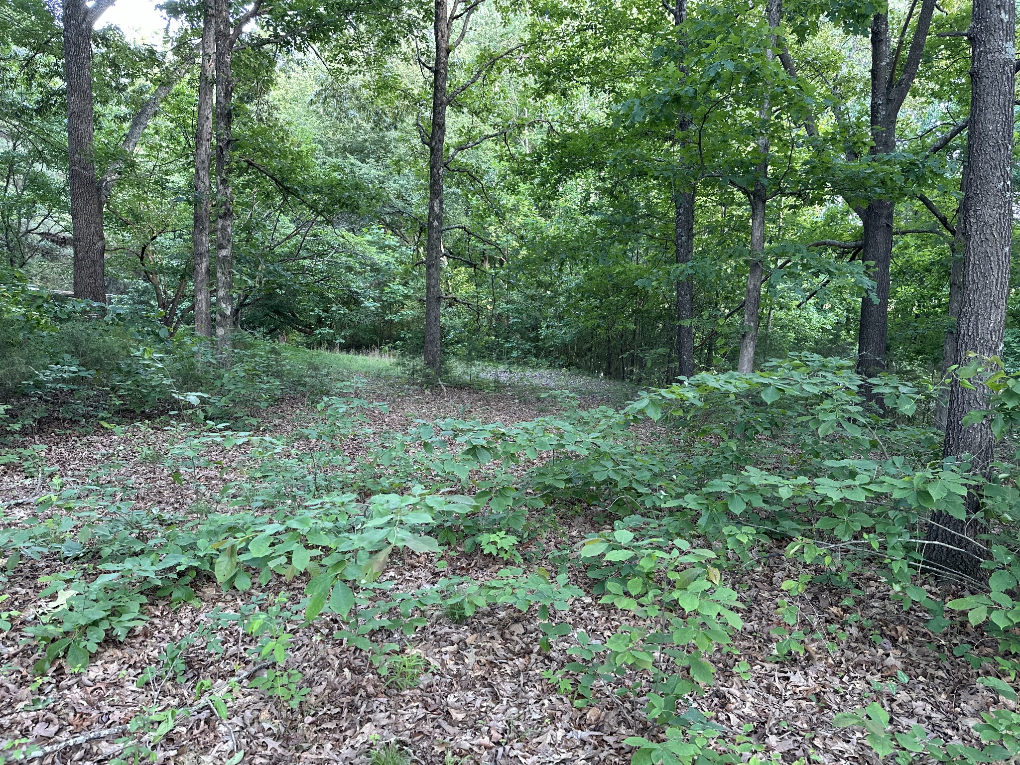 227 Carter Ridge Road Westmoreland, TN 37186 - Photo 53 of 60 Gallery Image 53