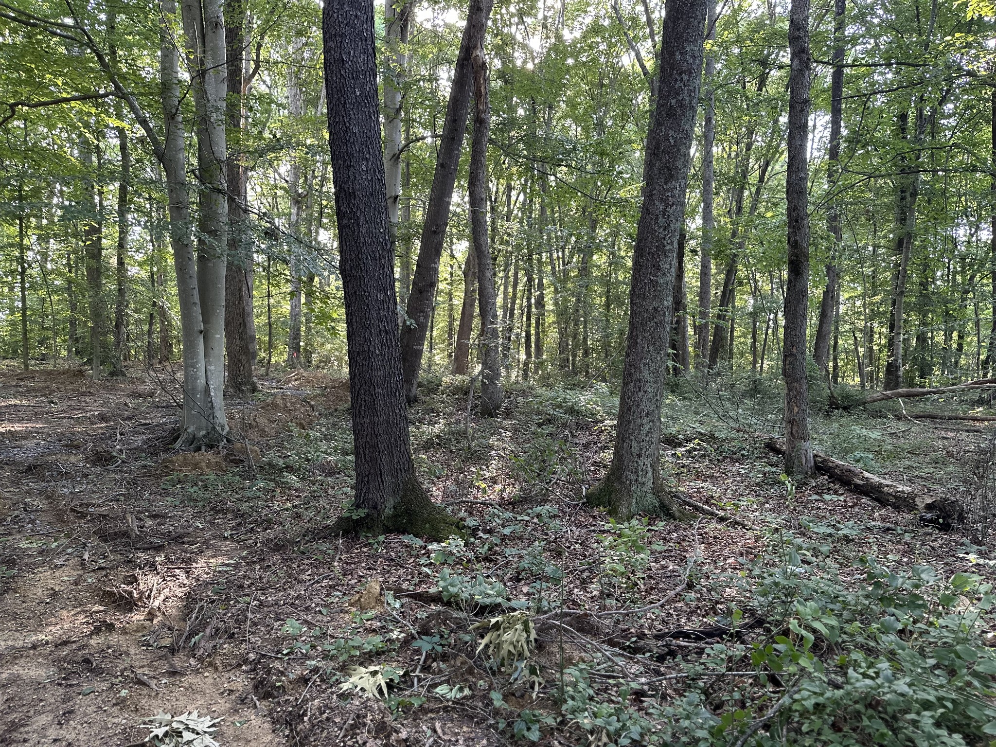 227 Carter Ridge Road Westmoreland, TN 37186 - Photo 59 of 60 Gallery Image 59