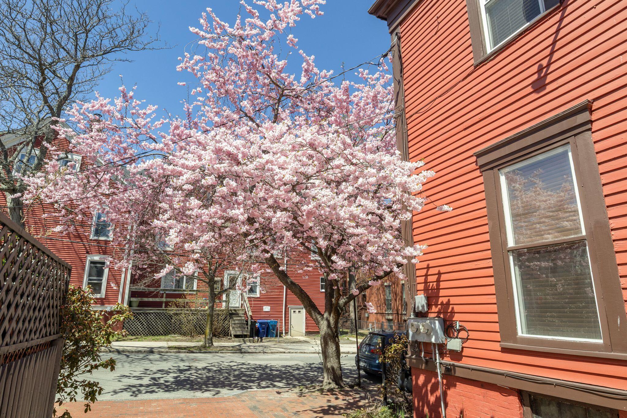 75 Carleton Street Portland, ME 04102 - Photo 50 of 51 75_Carleton_St_019