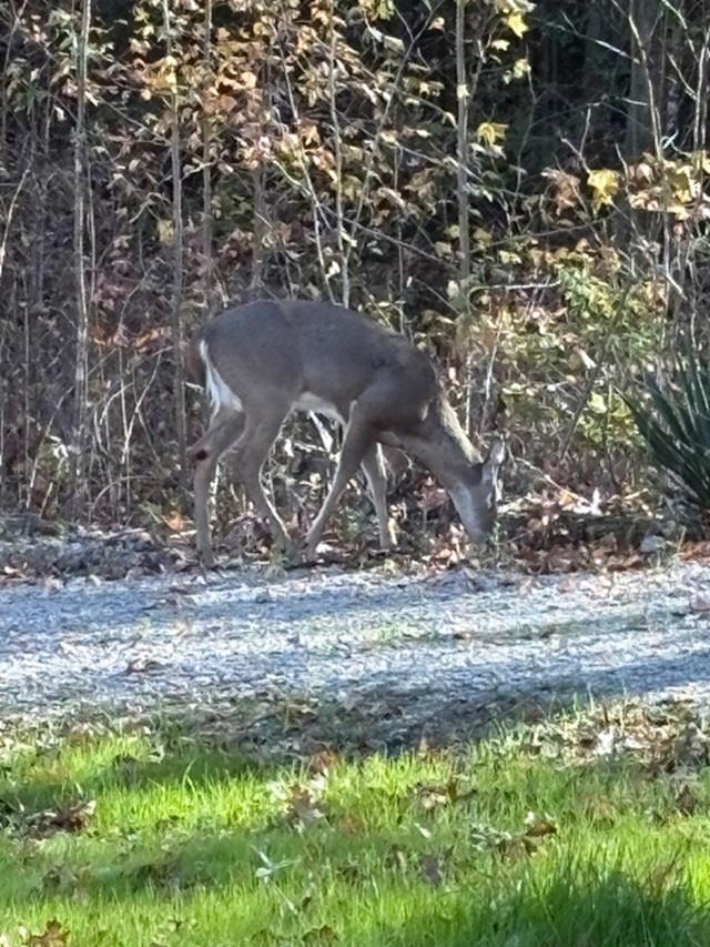 25565 69th Highway Adamsville, TN 38310 - Photo 32 of 34