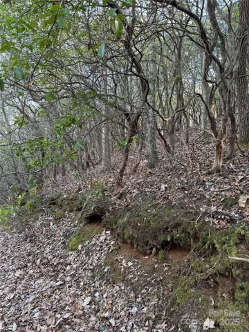 a view of plants and trees