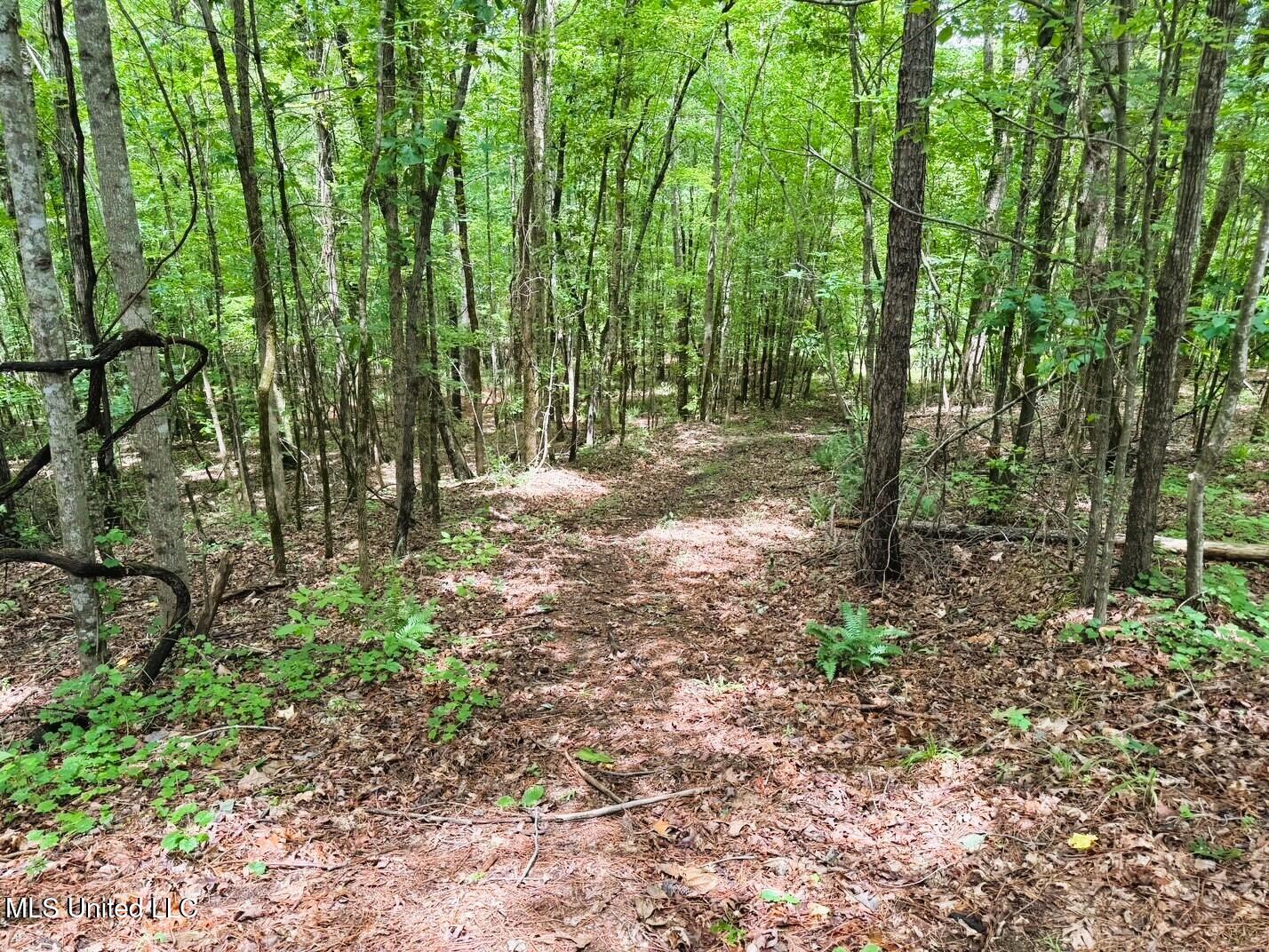 Tbd Pepper Town Road Eupora, MS 39744 - Photo 4 of 18 33