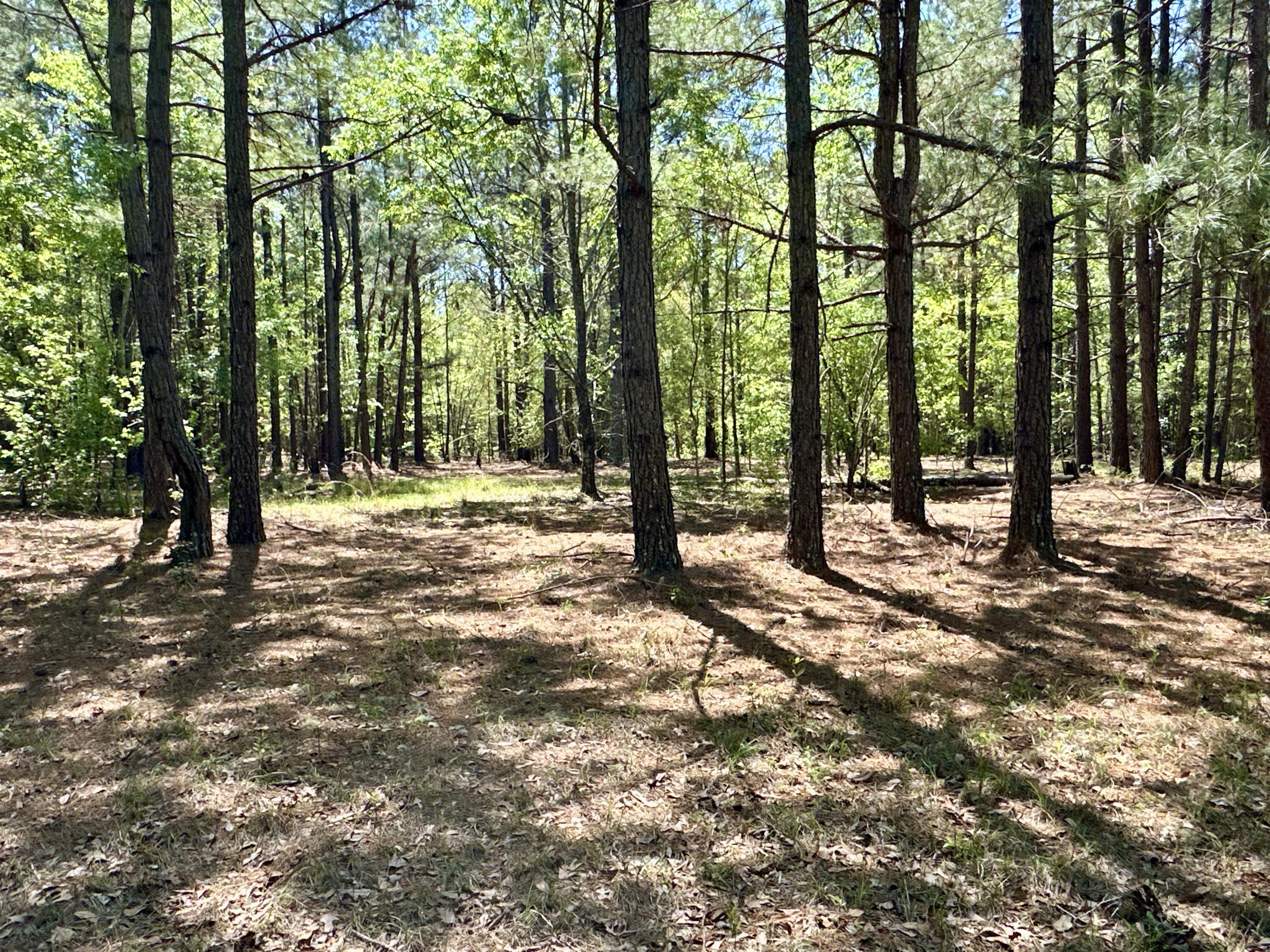 3021 Salley Road Salley, SC 29137 - Photo 38 of 100 47
