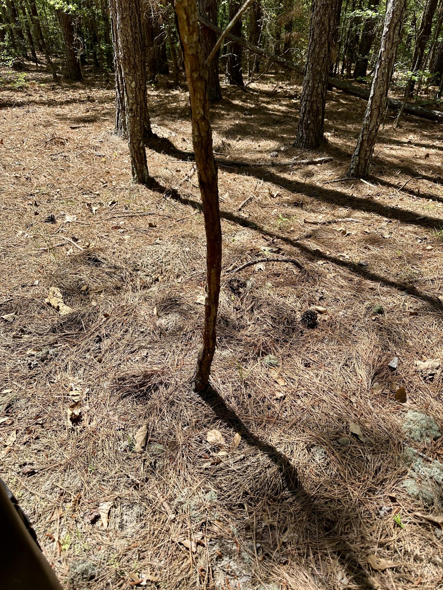 3021 Salley Road Salley, SC 29137 - Photo 39 of 100 48
