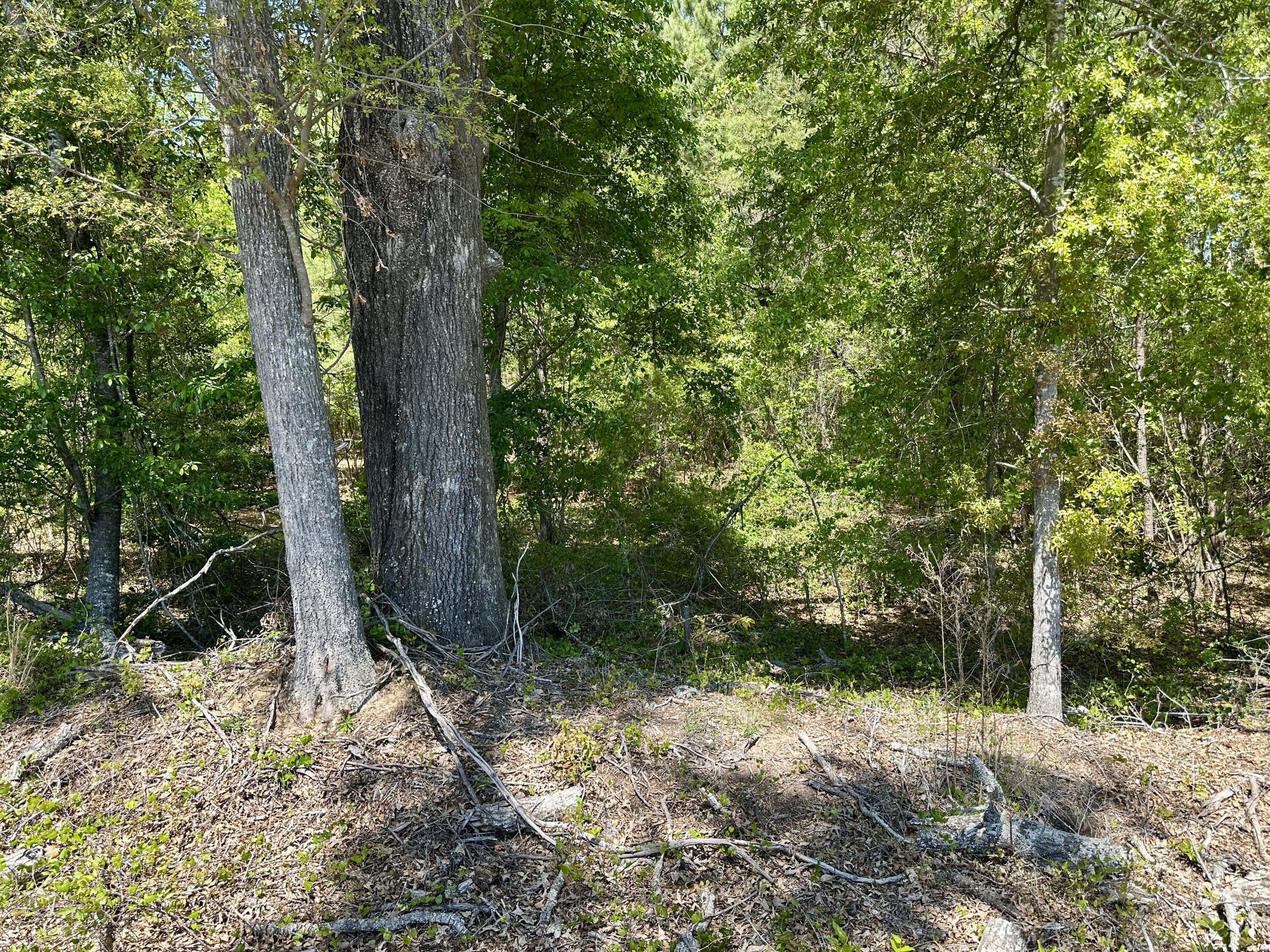 3021 Salley Road Salley, SC 29137 - Photo 64 of 100 74