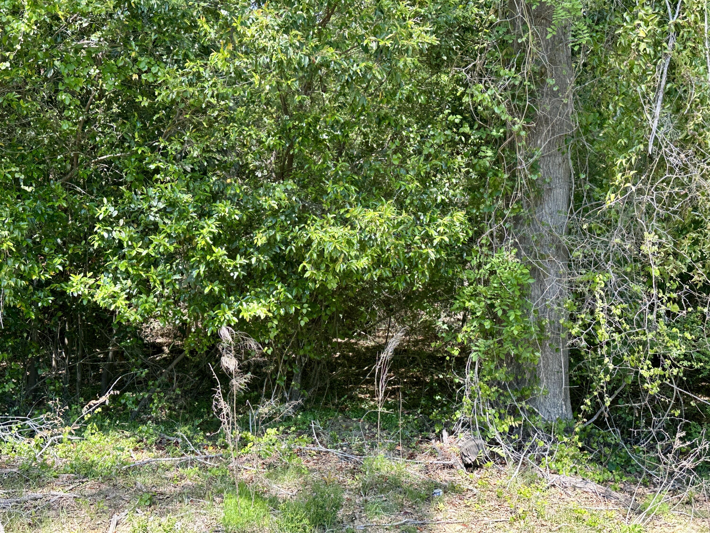 3021 Salley Road Salley, SC 29137 - Photo 65 of 100 75