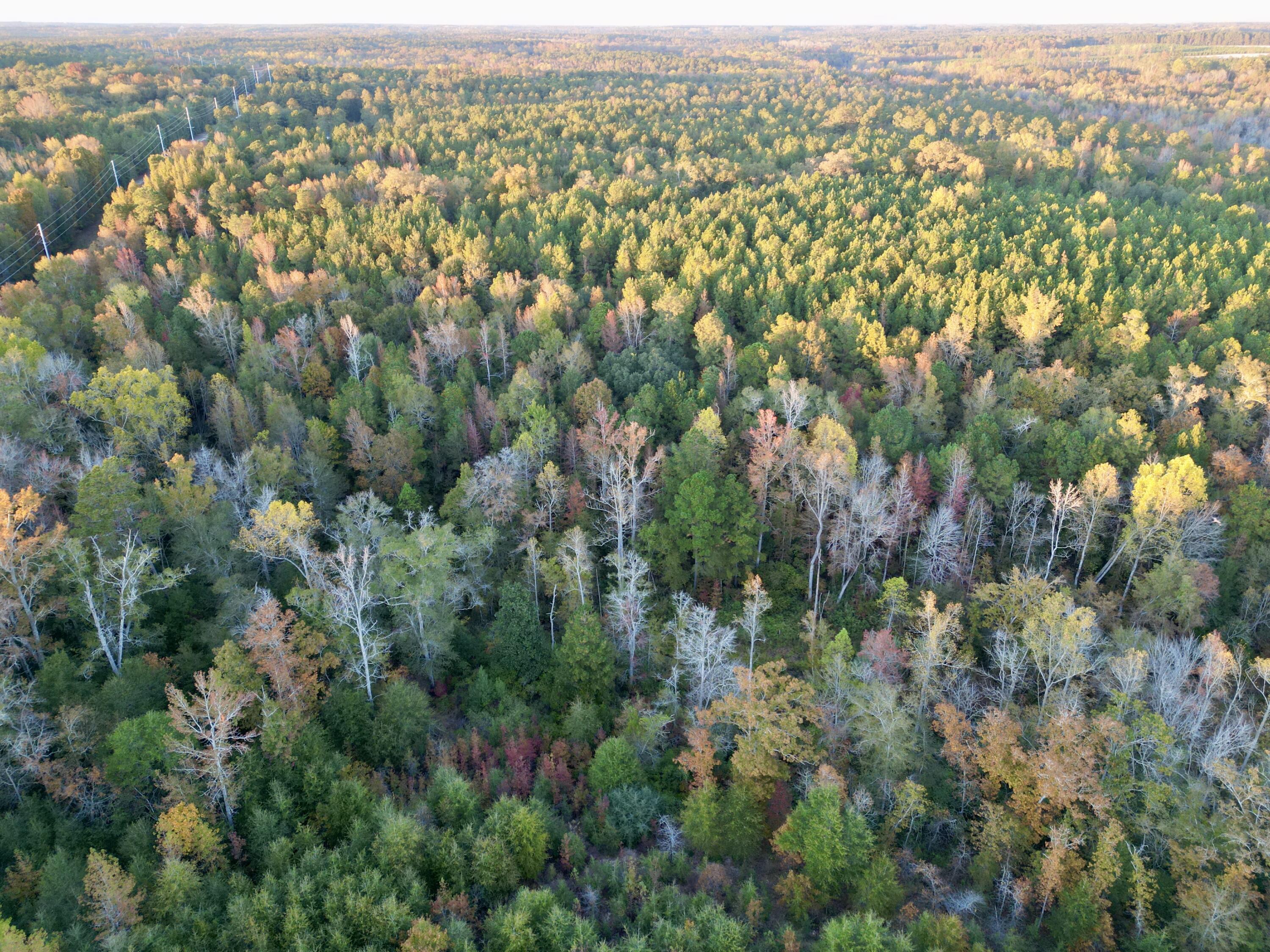3021 Salley Road Salley, SC 29137 - Photo 67 of 100 77