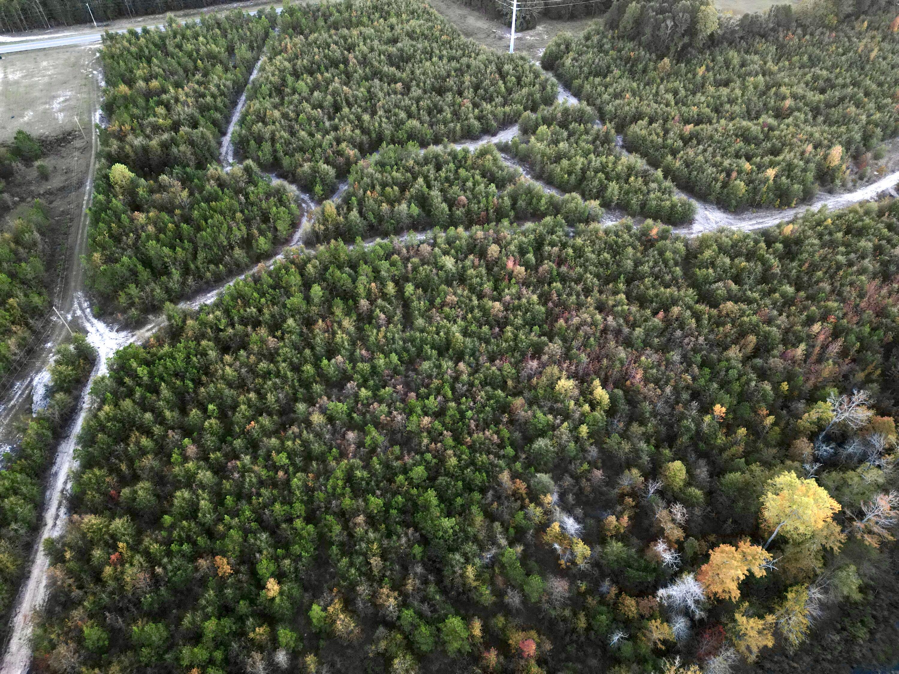 3021 Salley Road Salley, SC 29137 - Photo 91 of 100 dji_fly_20251103_174046_425_176226061675