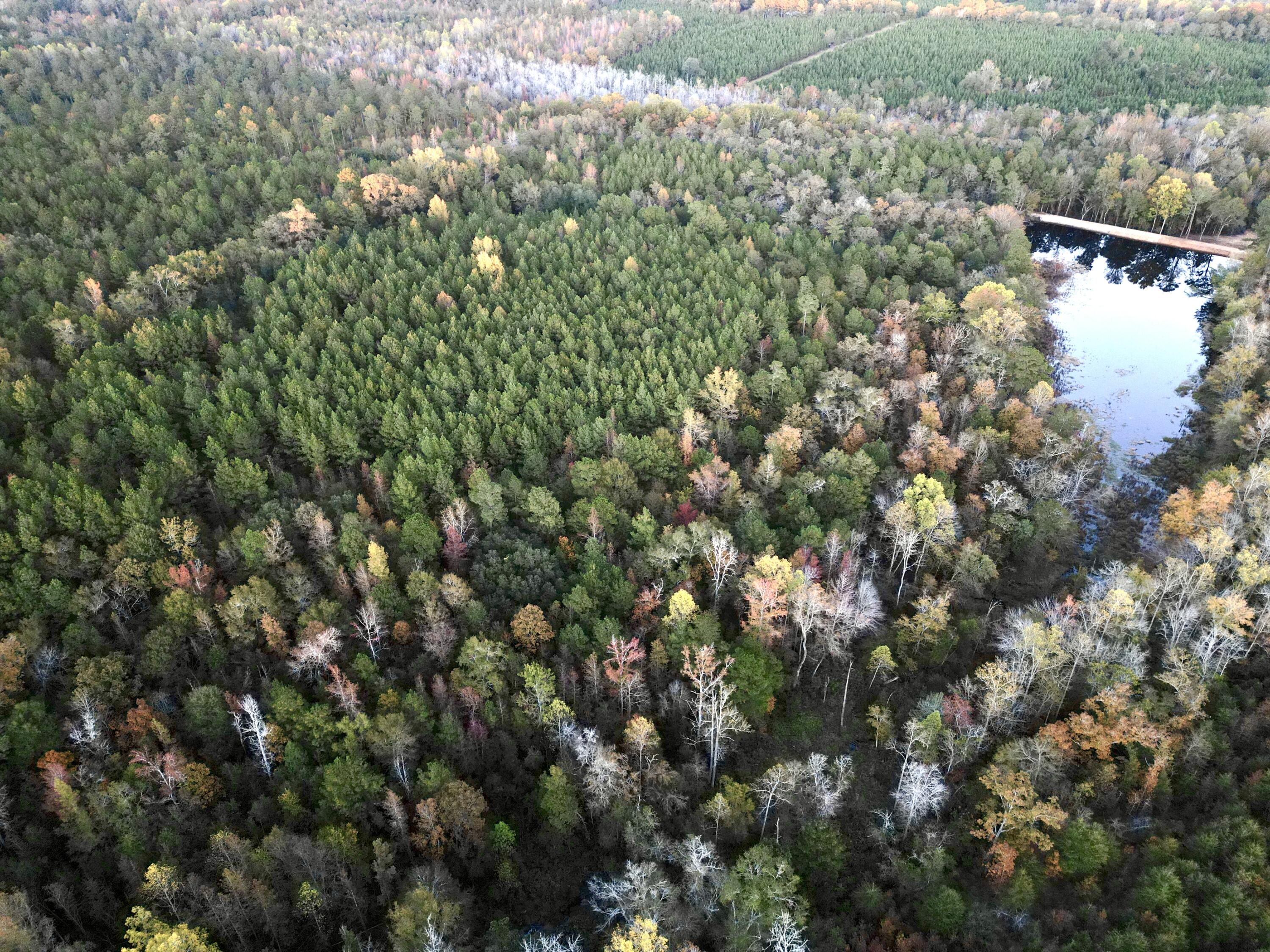 3021 Salley Road Salley, SC 29137 - Photo 94 of 100 dji_fly_20251103_174140_429_176226062529