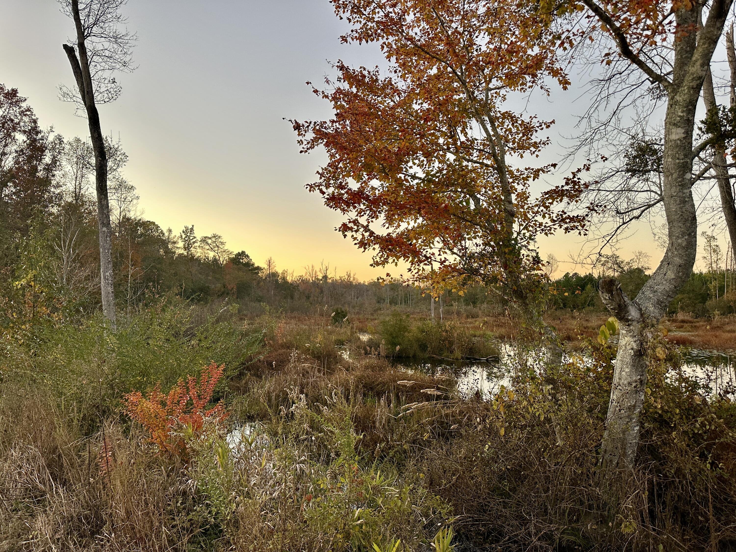3021 Salley Road Salley, SC 29137 - Photo 96 of 100 IMG_2845