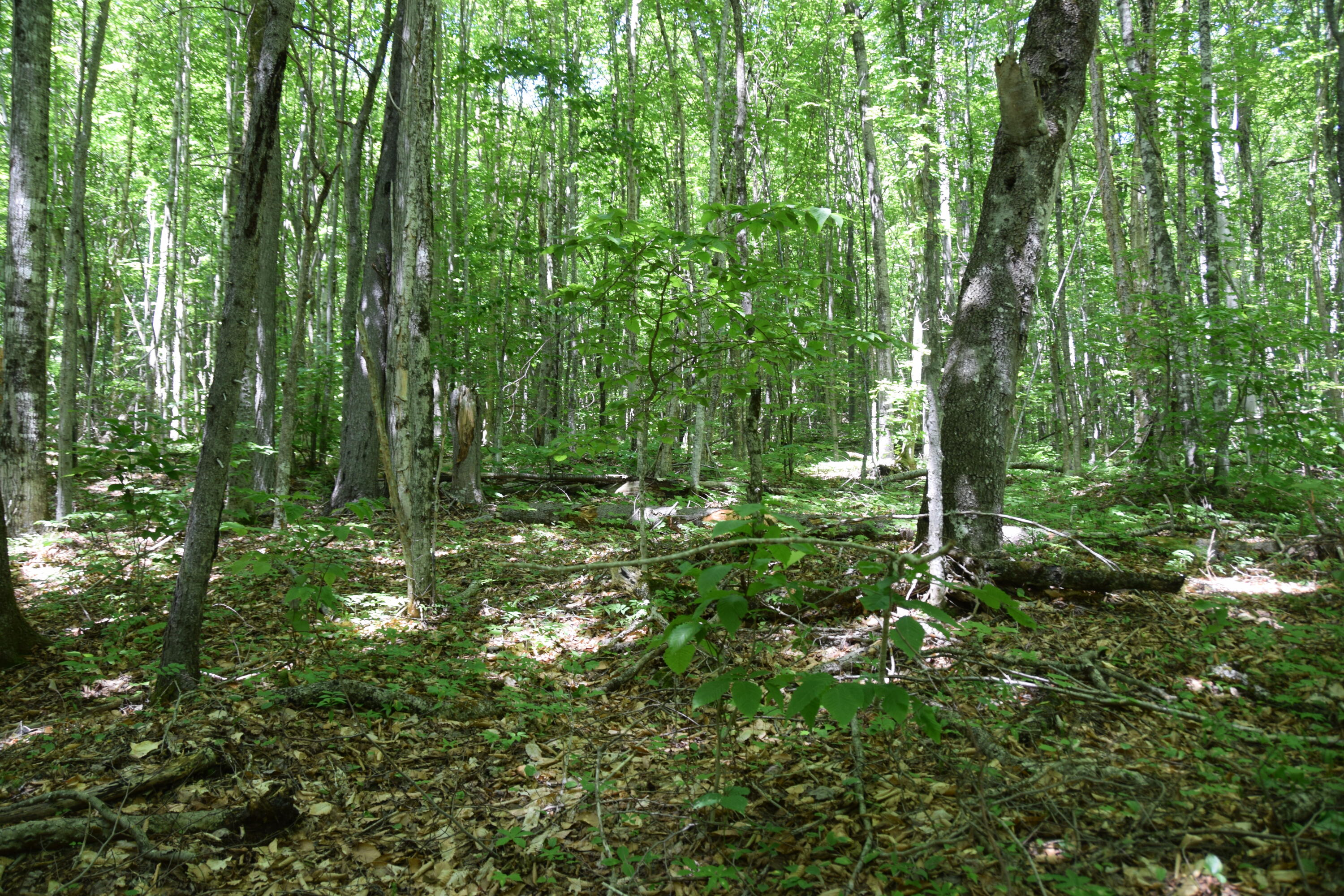 Mso3-l16 Flow Road New Portland, ME 04961 - Photo 2 of 30 DSC_0002