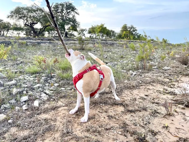a view of swimming pool with a yard