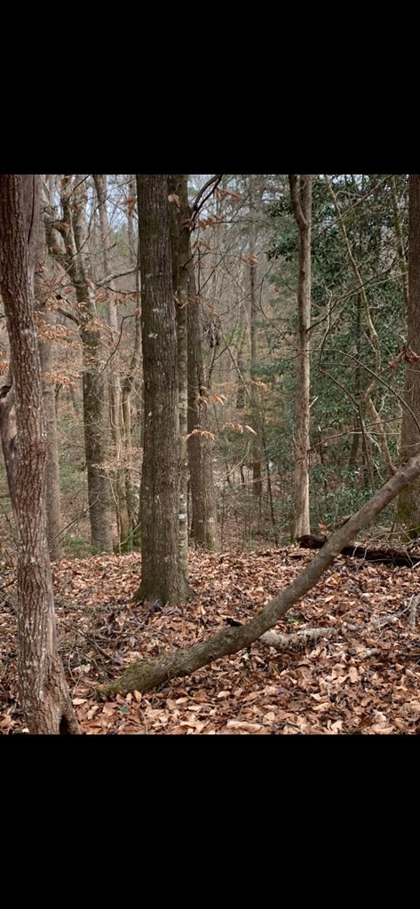 . Mt Gilead Road Smithdale, MS 39664 - Photo 20 of 20 Photo 20