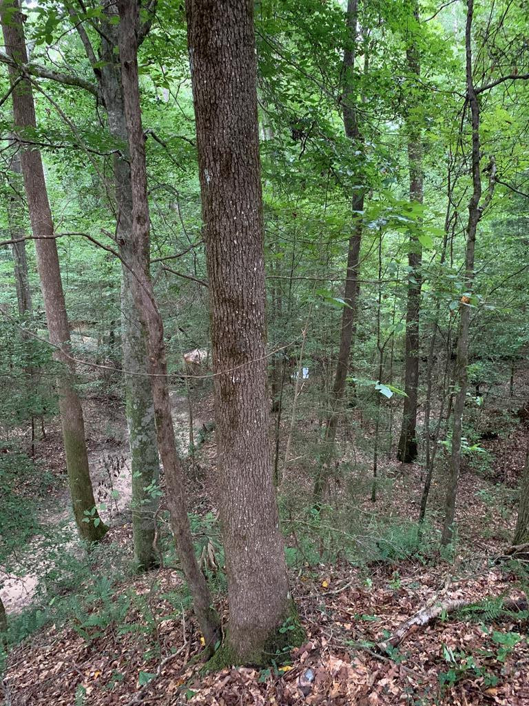 . Mt Gilead Road Smithdale, MS 39664 - Photo 2 of 20 Photo 2