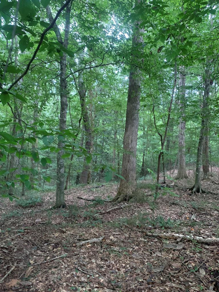 . Mt Gilead Road Smithdale, MS 39664 - Photo 3 of 20 Photo 3
