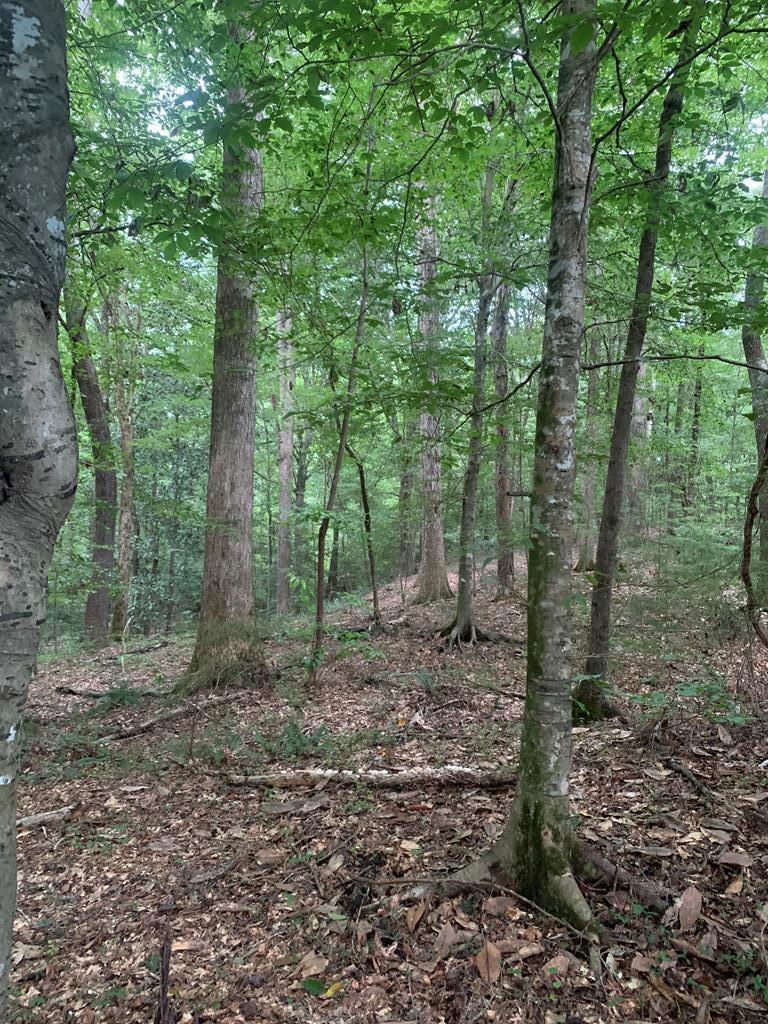 . Mt Gilead Road Smithdale, MS 39664 - Photo 4 of 20 Photo 4