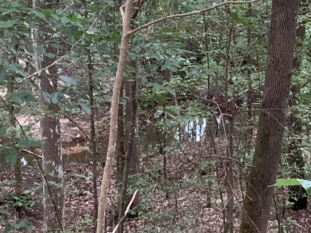 . Mt Gilead Road Smithdale, MS 39664 - Photo 6 of 20 Photo 6