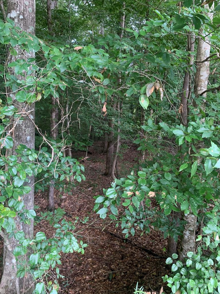 . Mt Gilead Road Smithdale, MS 39664 - Photo 10 of 20 Photo 10