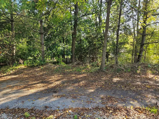 a view of a forest with trees