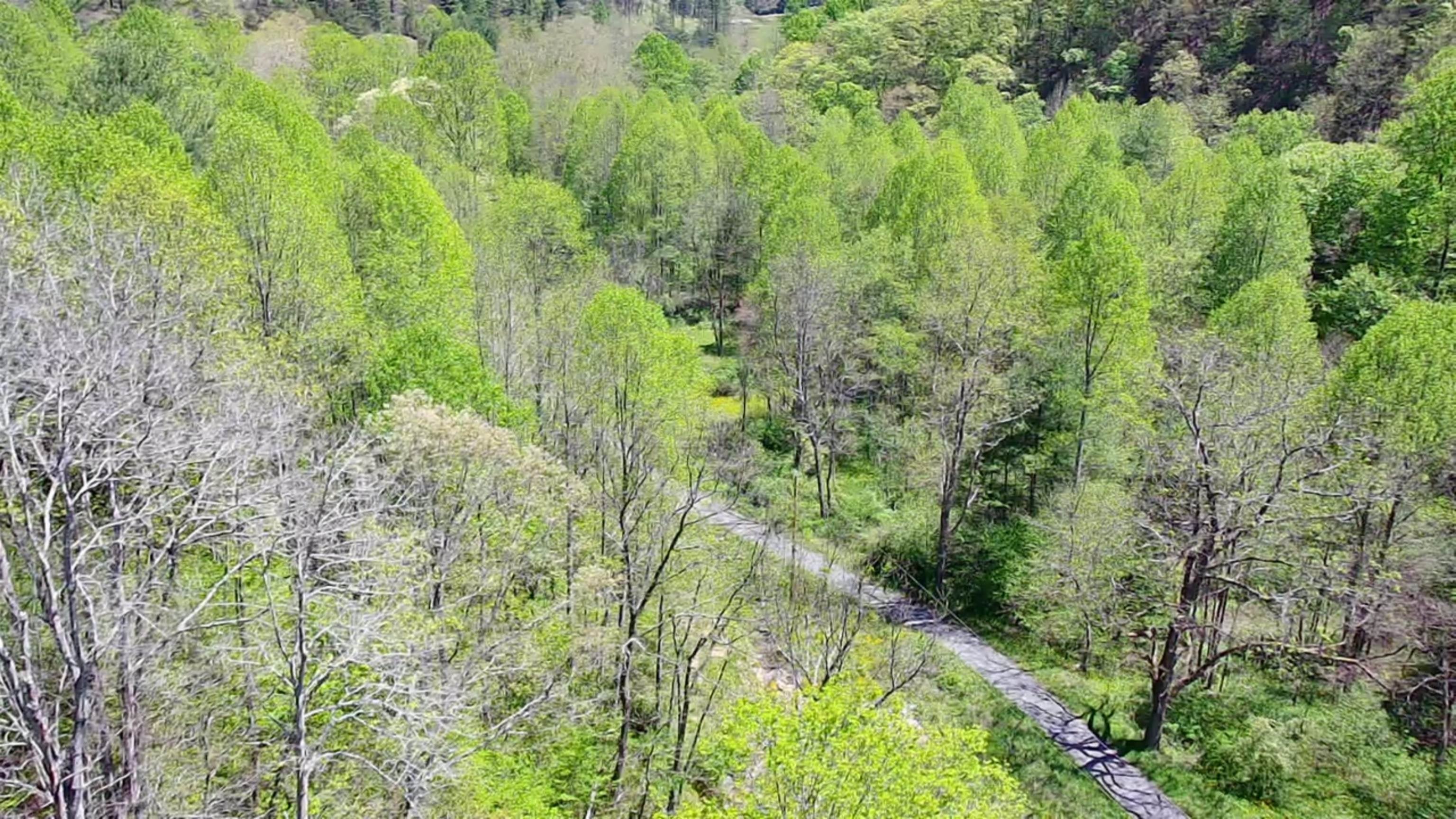 Tbd Bob Byrd Road Beeson, WV 24714 - Photo 4 of 18 Gallery Image 4
