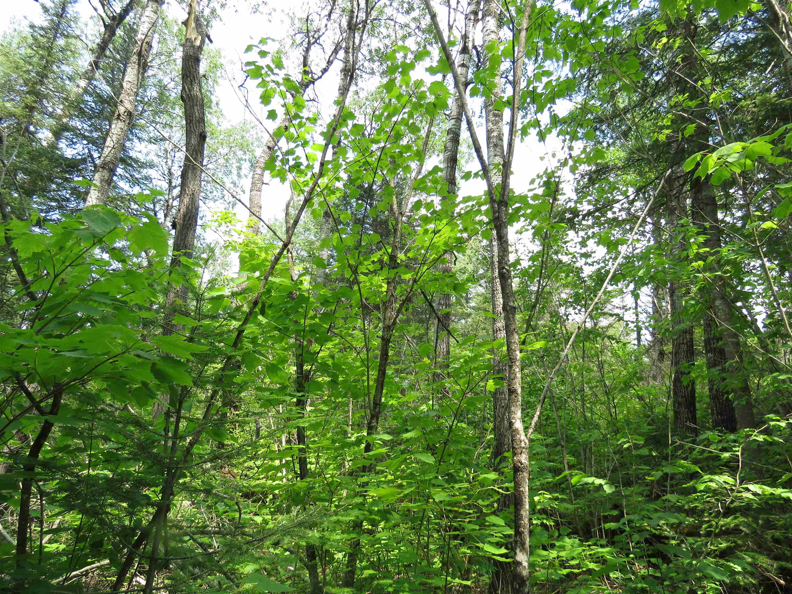X7 North Caps Trail Lutsen, MN 55612 - Photo 1 of 49