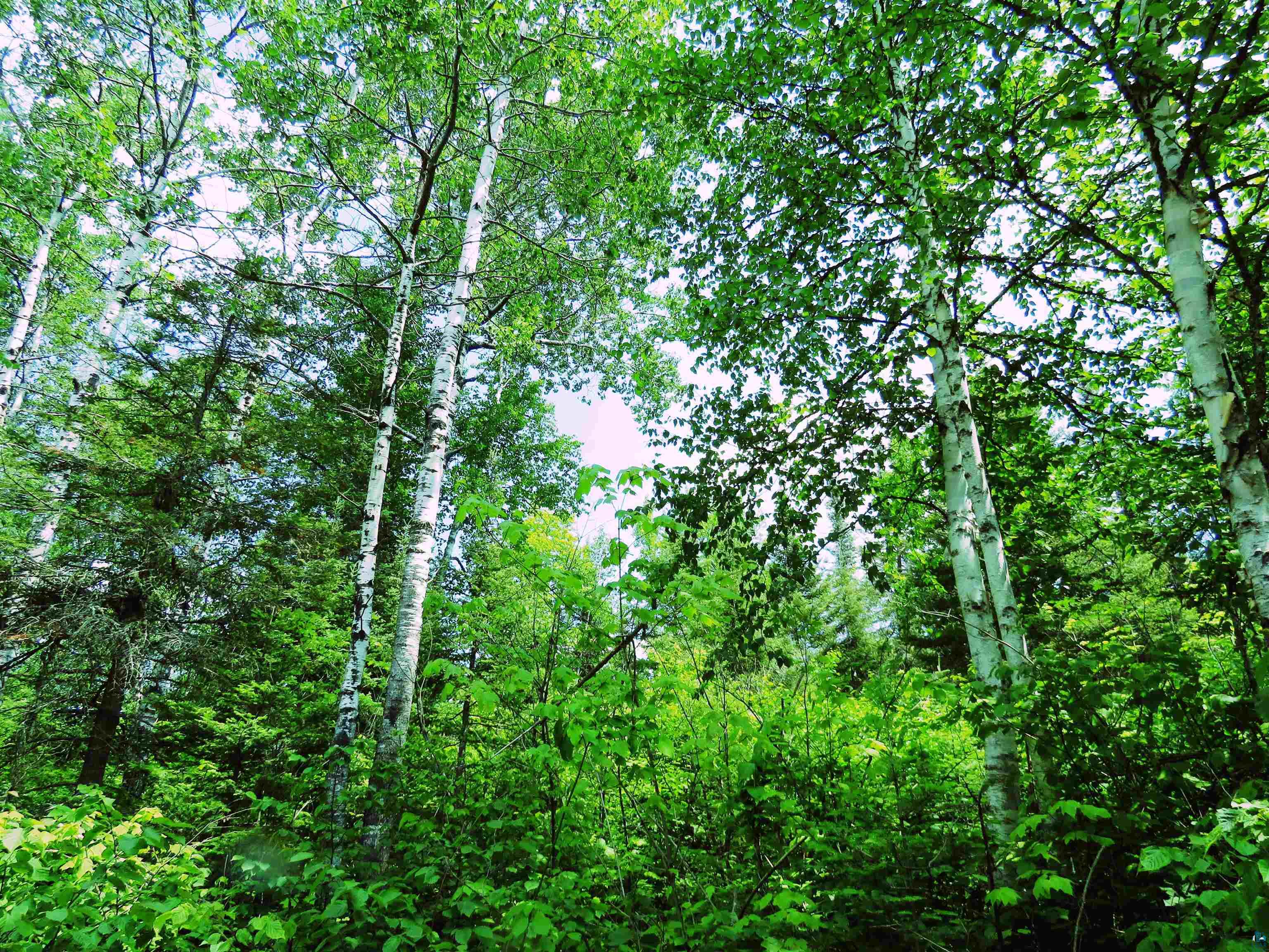 X7 North Caps Trail Lutsen, MN 55612 - Photo 13 of 49