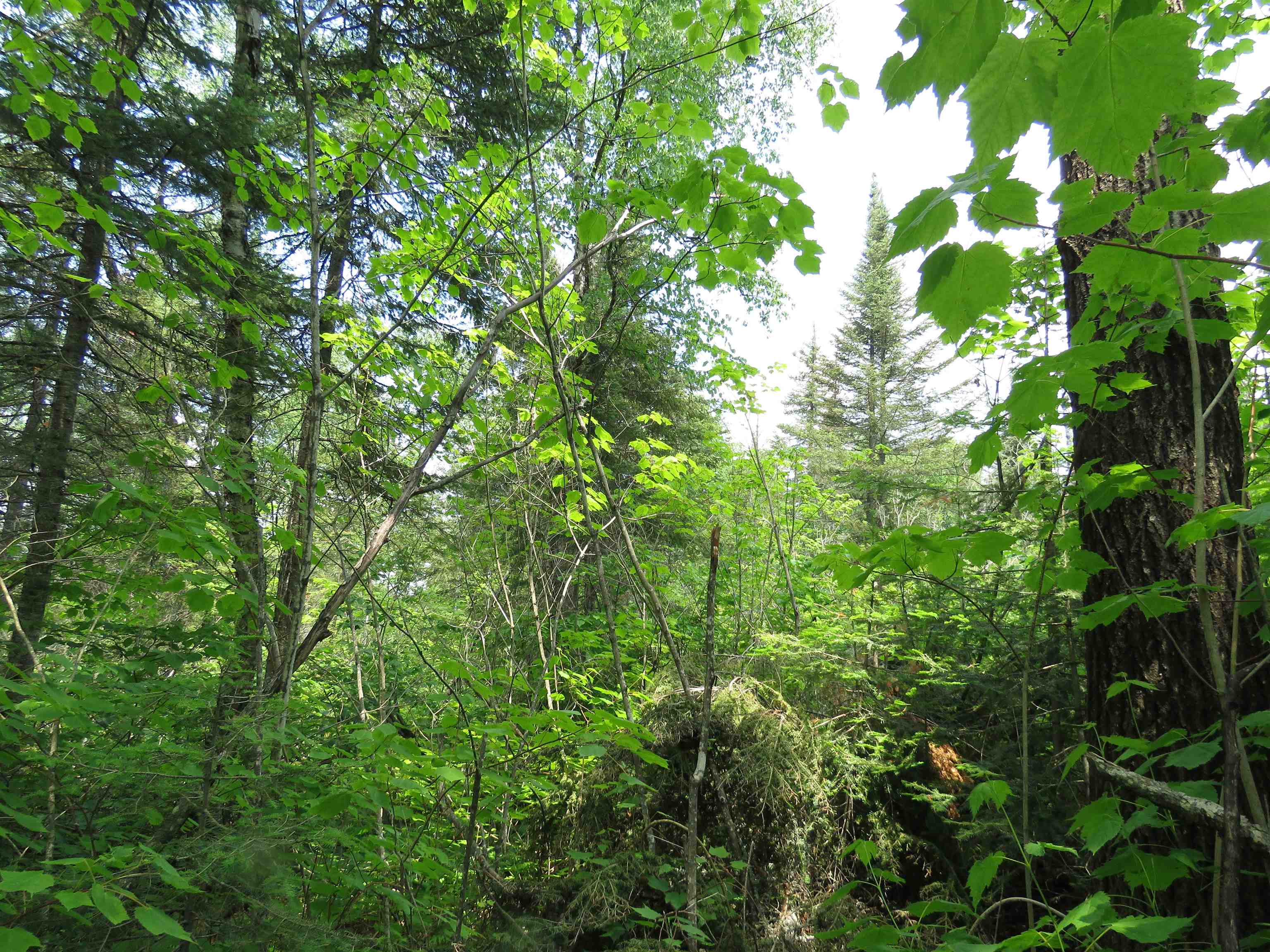 X7 North Caps Trail Lutsen, MN 55612 - Photo 2 of 49