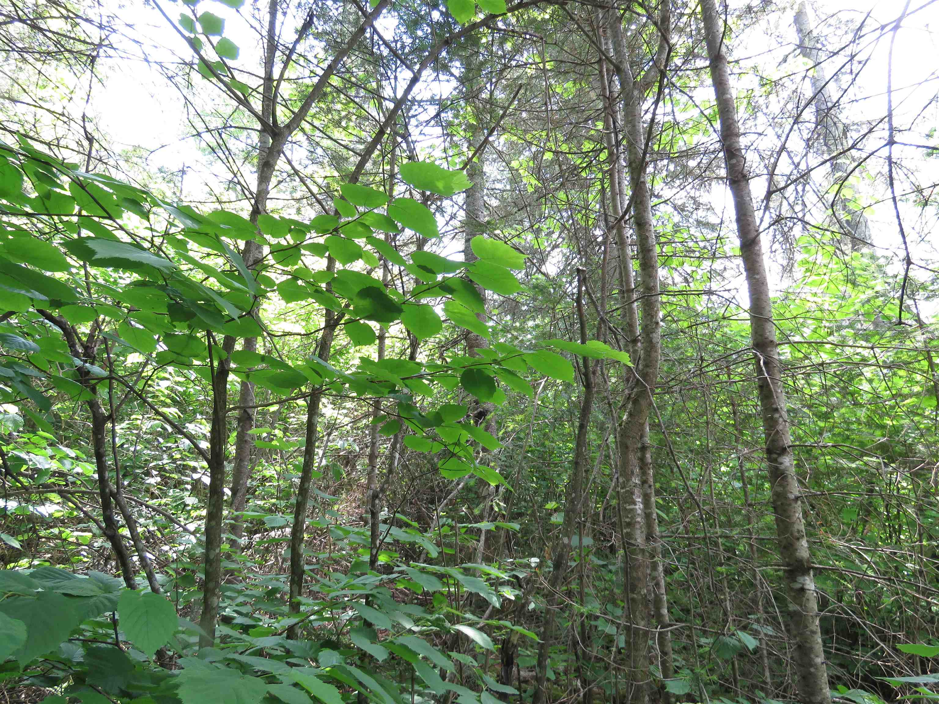 X7 North Caps Trail Lutsen, MN 55612 - Photo 21 of 49