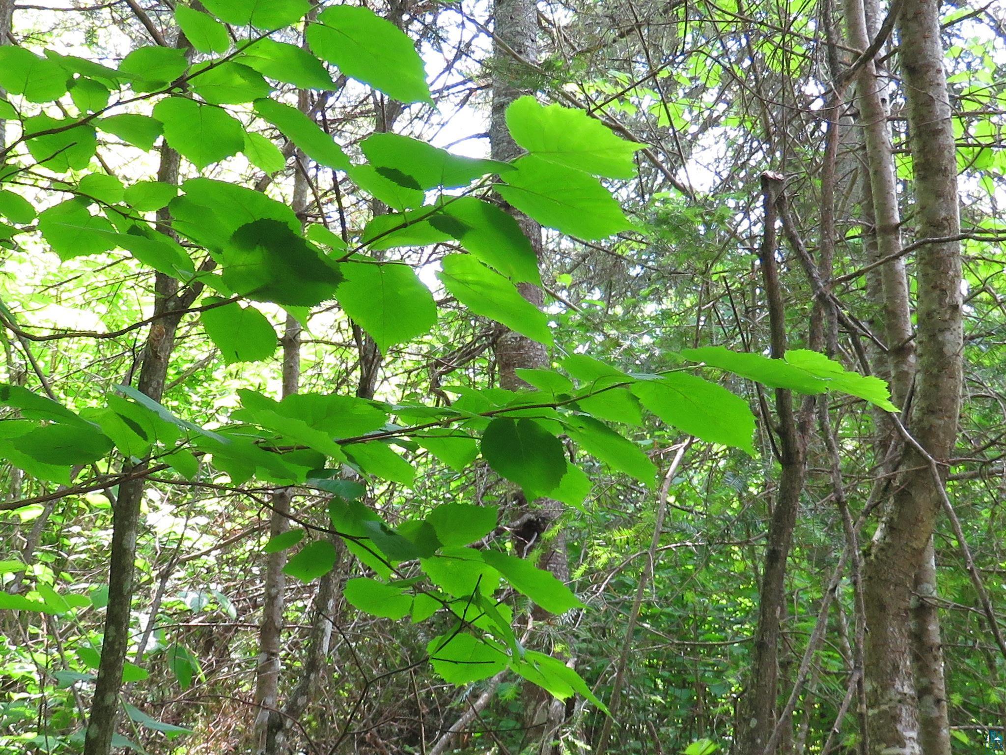 X7 North Caps Trail Lutsen, MN 55612 - Photo 22 of 49