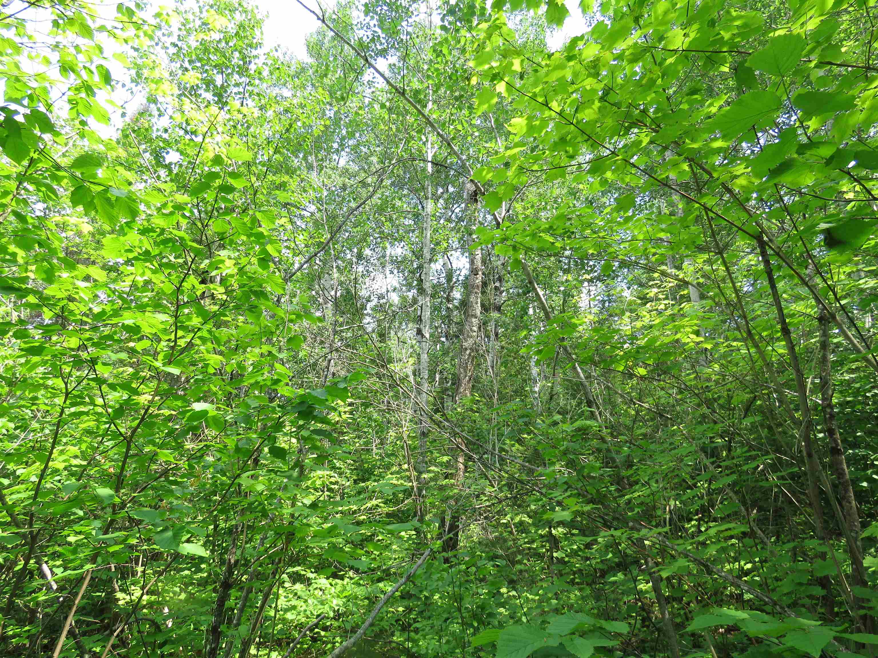 X7 North Caps Trail Lutsen, MN 55612 - Photo 28 of 49