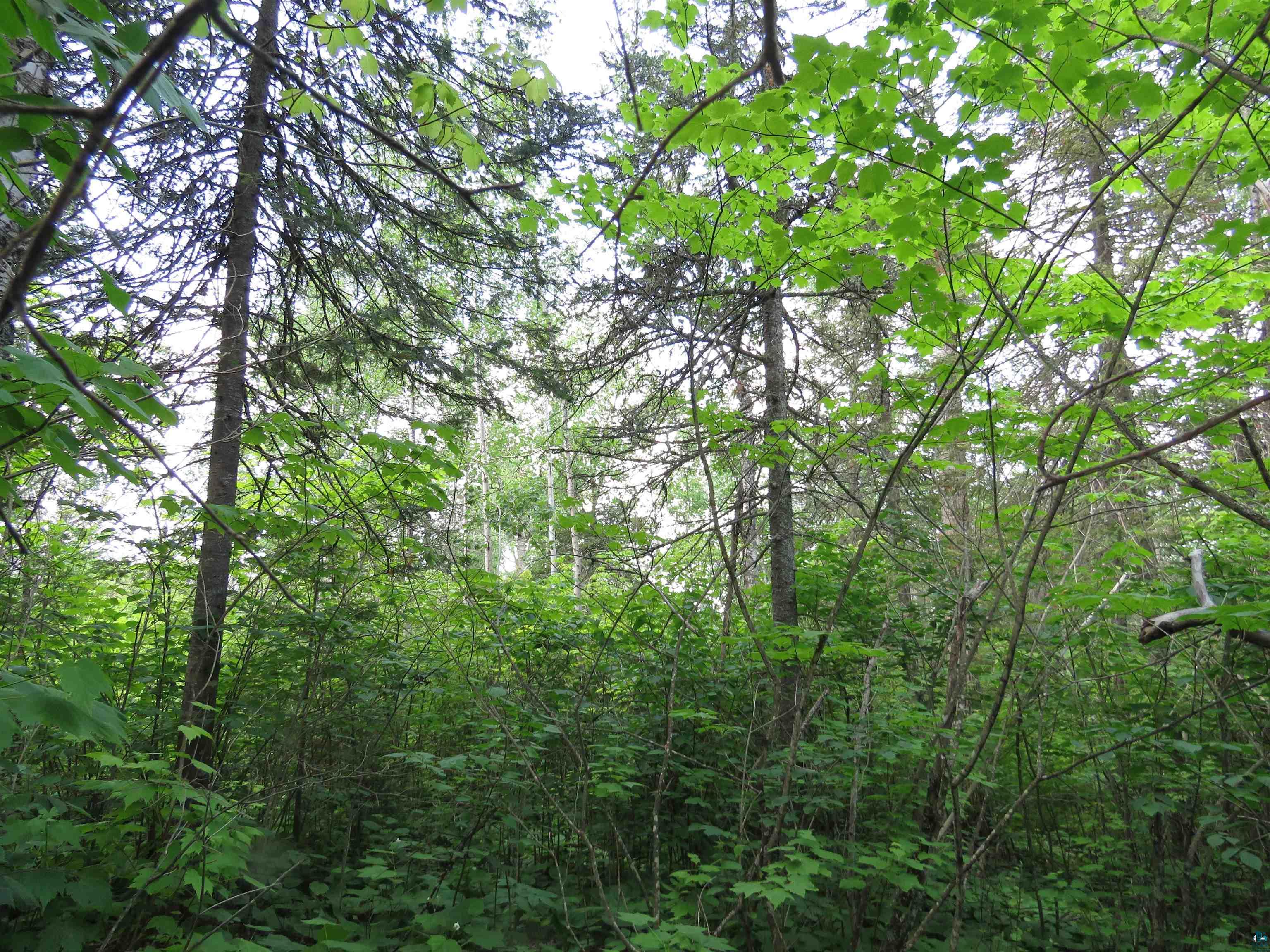 X7 North Caps Trail Lutsen, MN 55612 - Photo 4 of 49