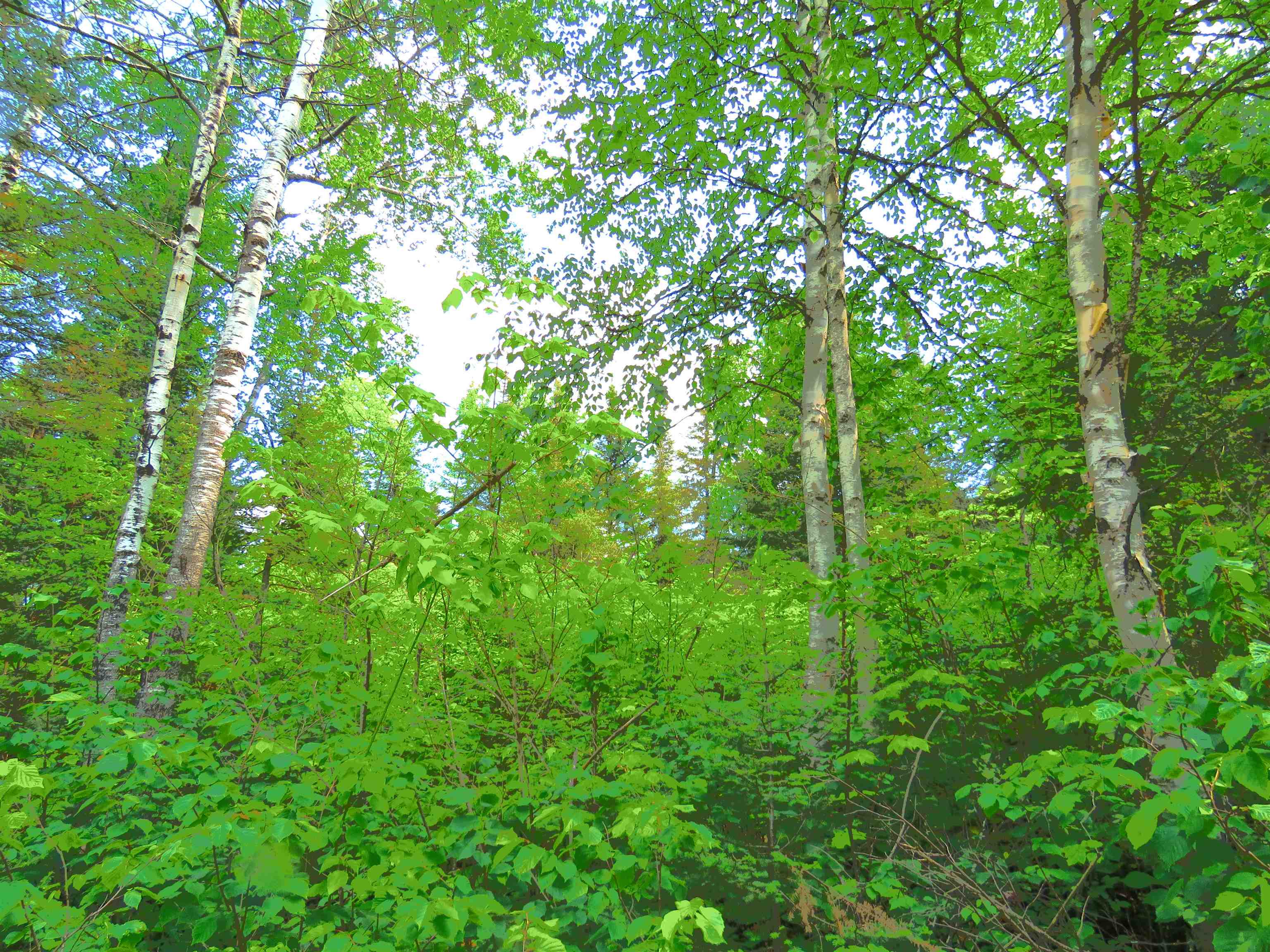X7 North Caps Trail Lutsen, MN 55612 - Photo 44 of 49
