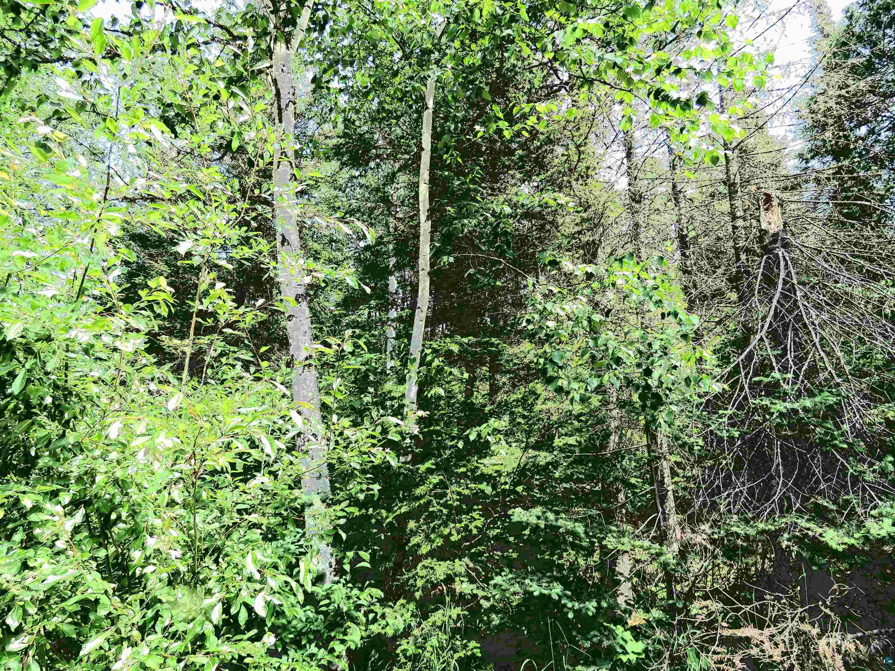 X7 North Caps Trail Lutsen, MN 55612 - Photo 48 of 49