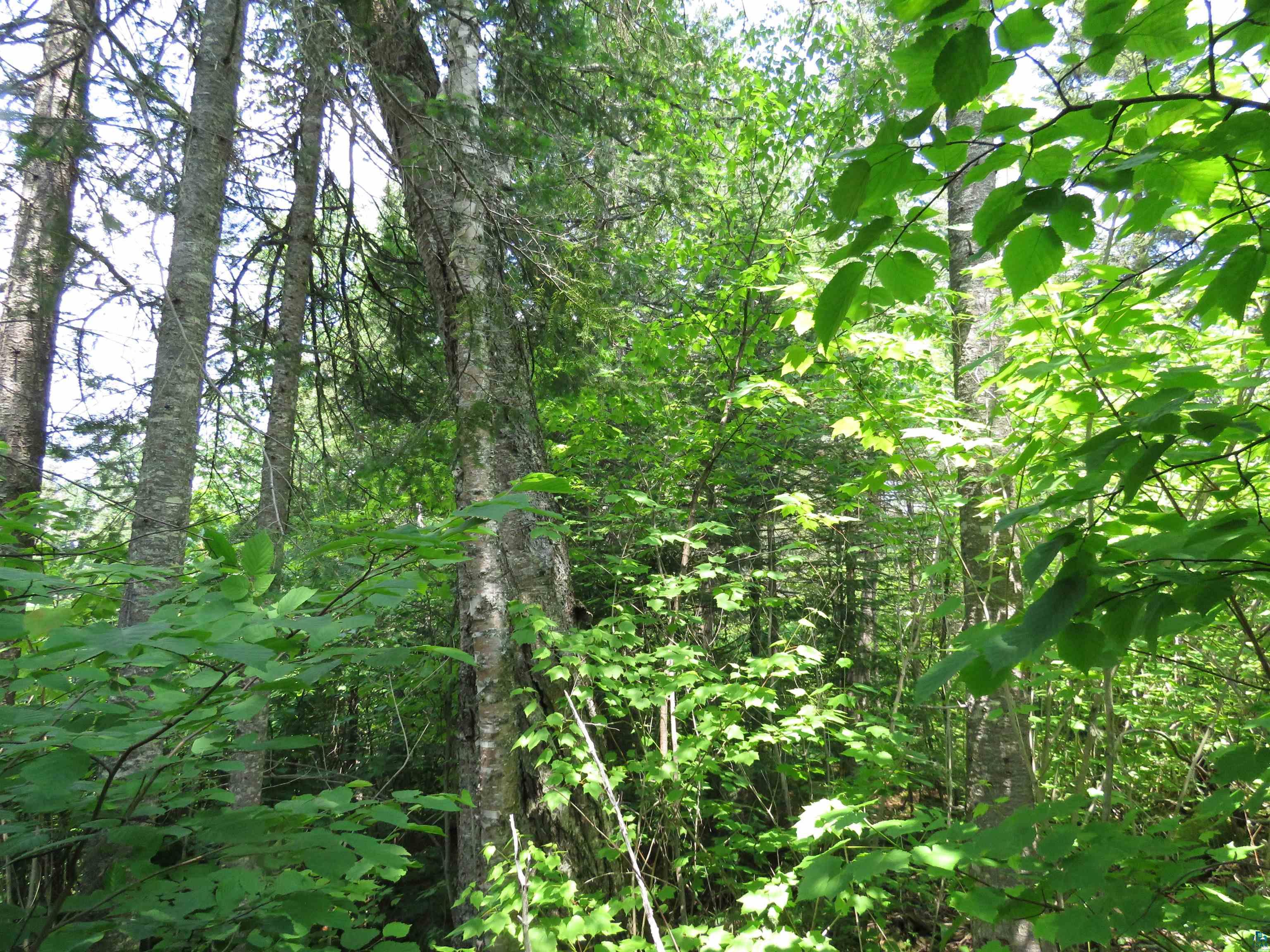 X7 North Caps Trail Lutsen, MN 55612 - Photo 5 of 49