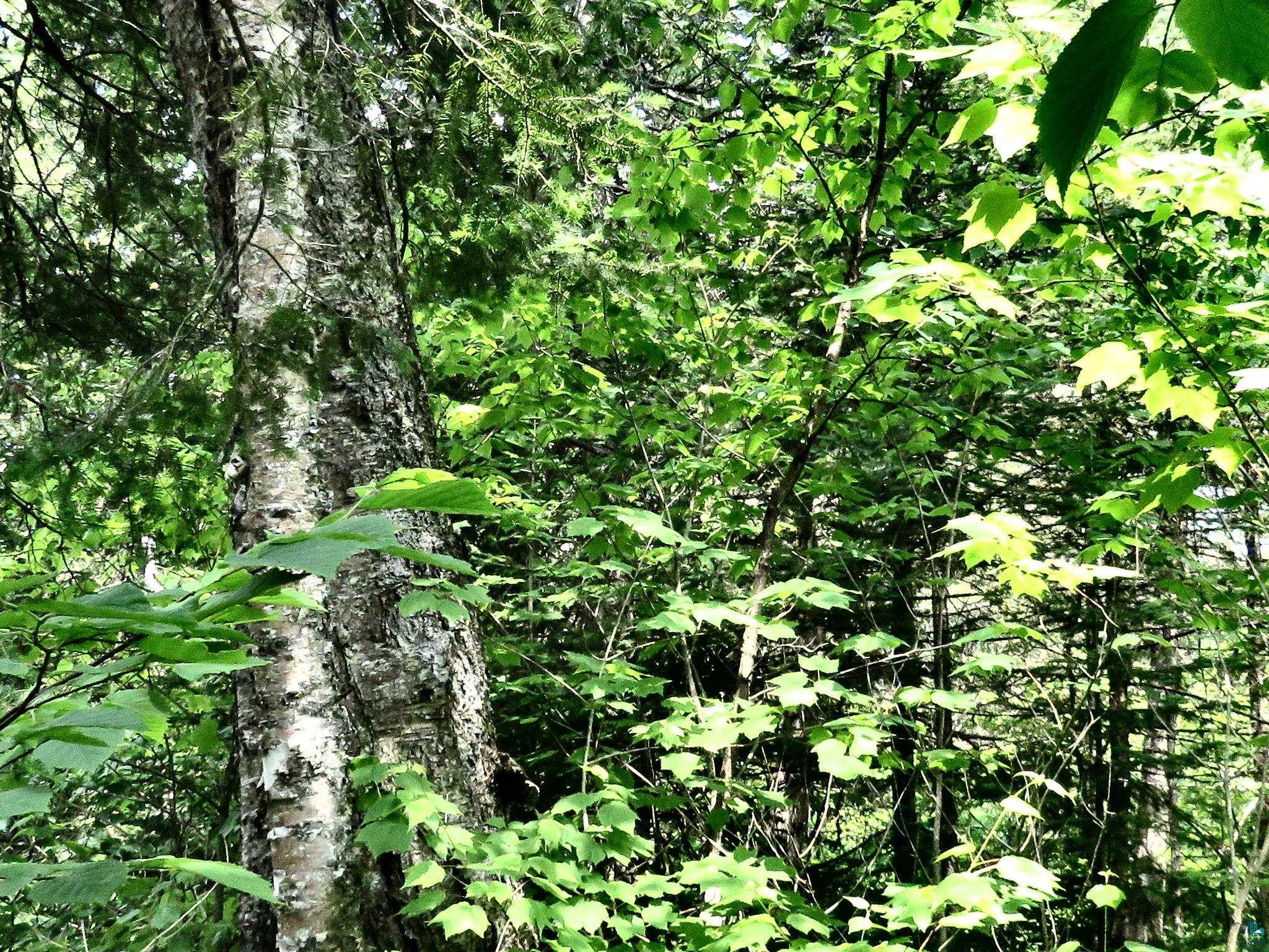 X7 North Caps Trail Lutsen, MN 55612 - Photo 6 of 49
