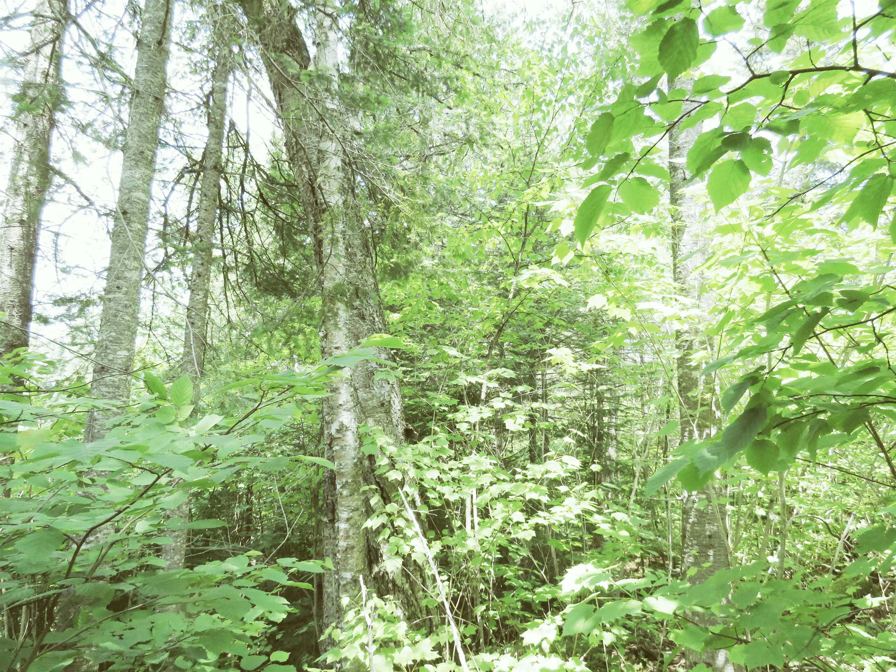 X7 North Caps Trail Lutsen, MN 55612 - Photo 7 of 49