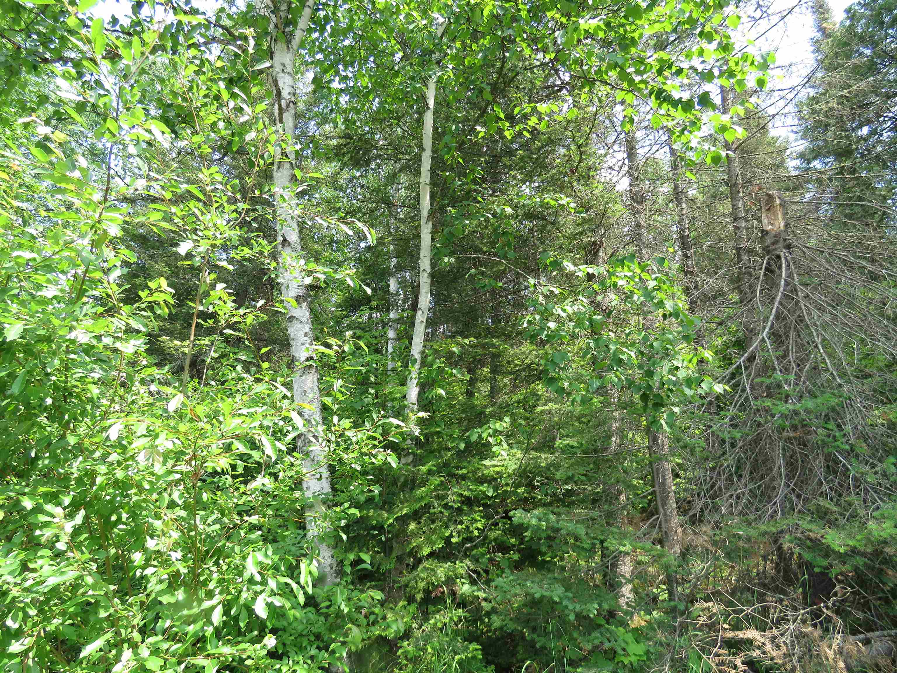 X7 North Caps Trail Lutsen, MN 55612 - Photo 8 of 49