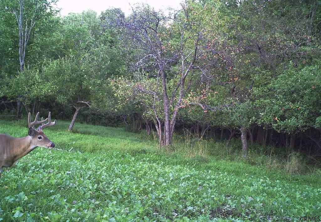 744 Baldwin Road Summit, NY 12175 - Photo 24 of 25 Photo 24