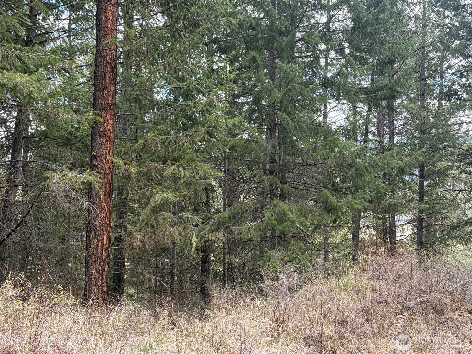 111-tbd W West Curlew Lake Road Republic, WA 99166 - Photo 5 of 16