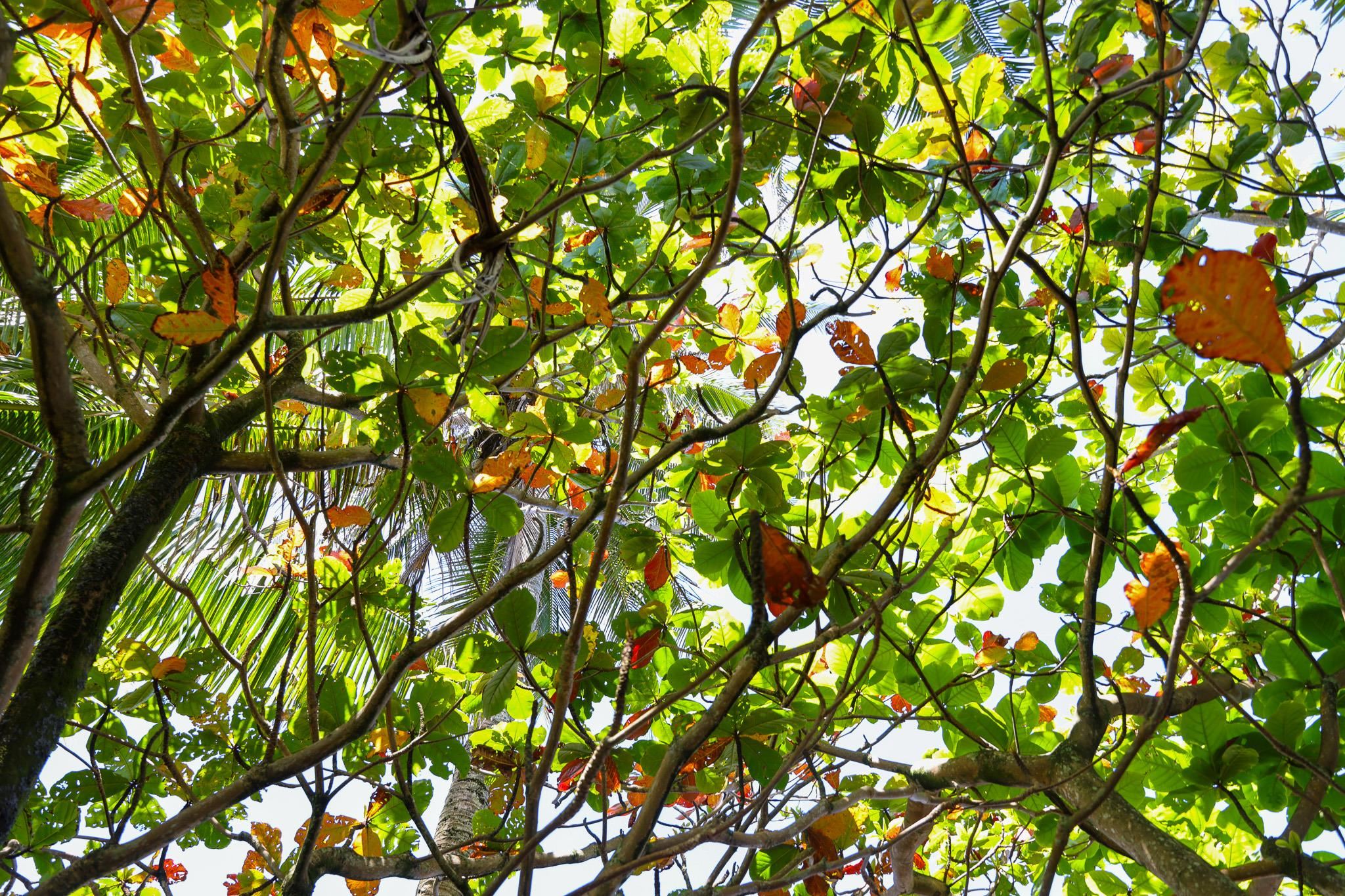 Keanae Road Haiku, HI 96708 - Photo 32 of 45