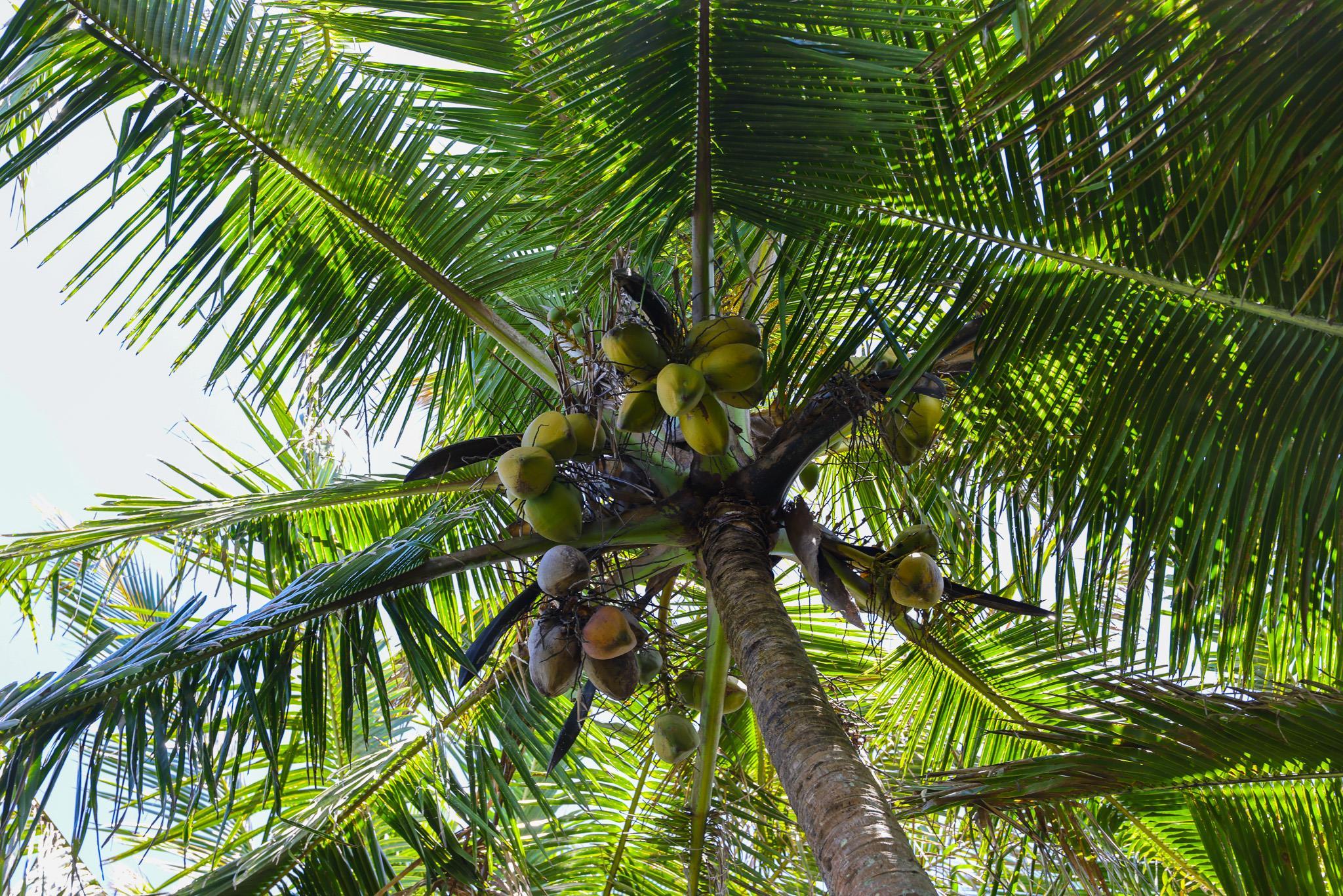 Keanae Road Haiku, HI 96708 - Photo 33 of 45