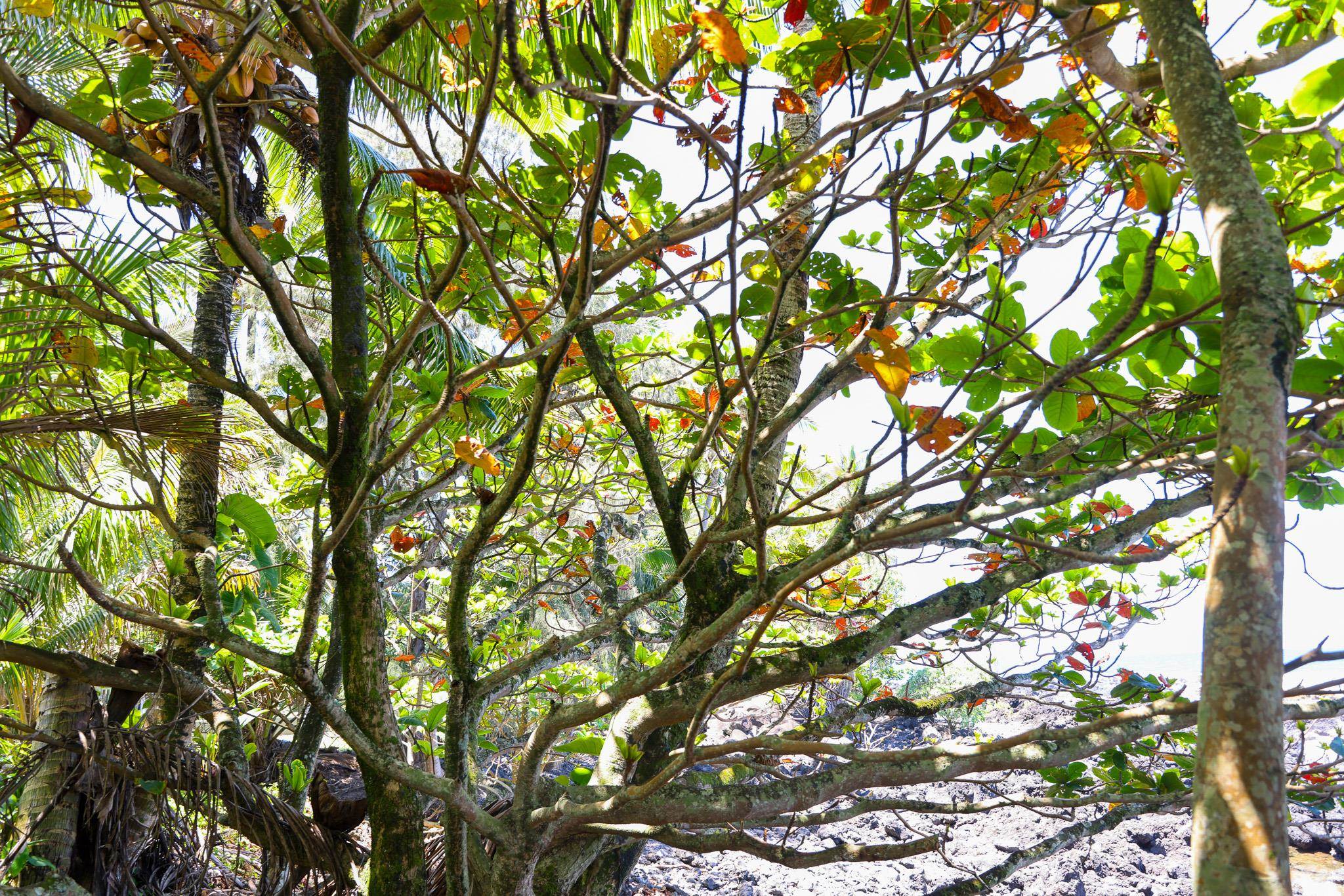 Keanae Road Haiku, HI 96708 - Photo 34 of 45