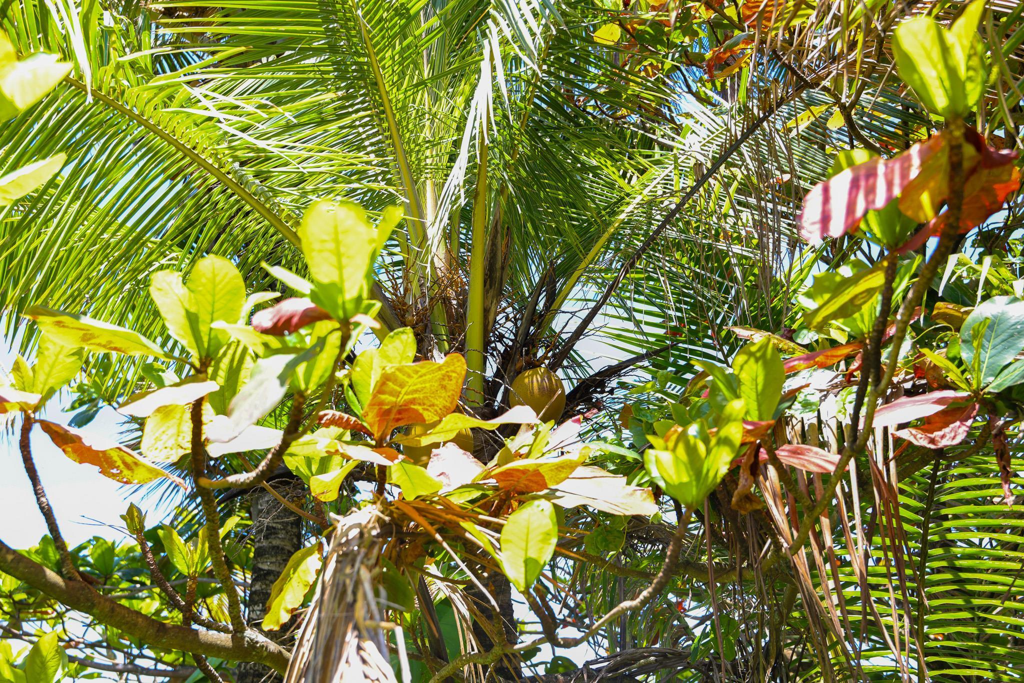 Keanae Road Haiku, HI 96708 - Photo 35 of 45