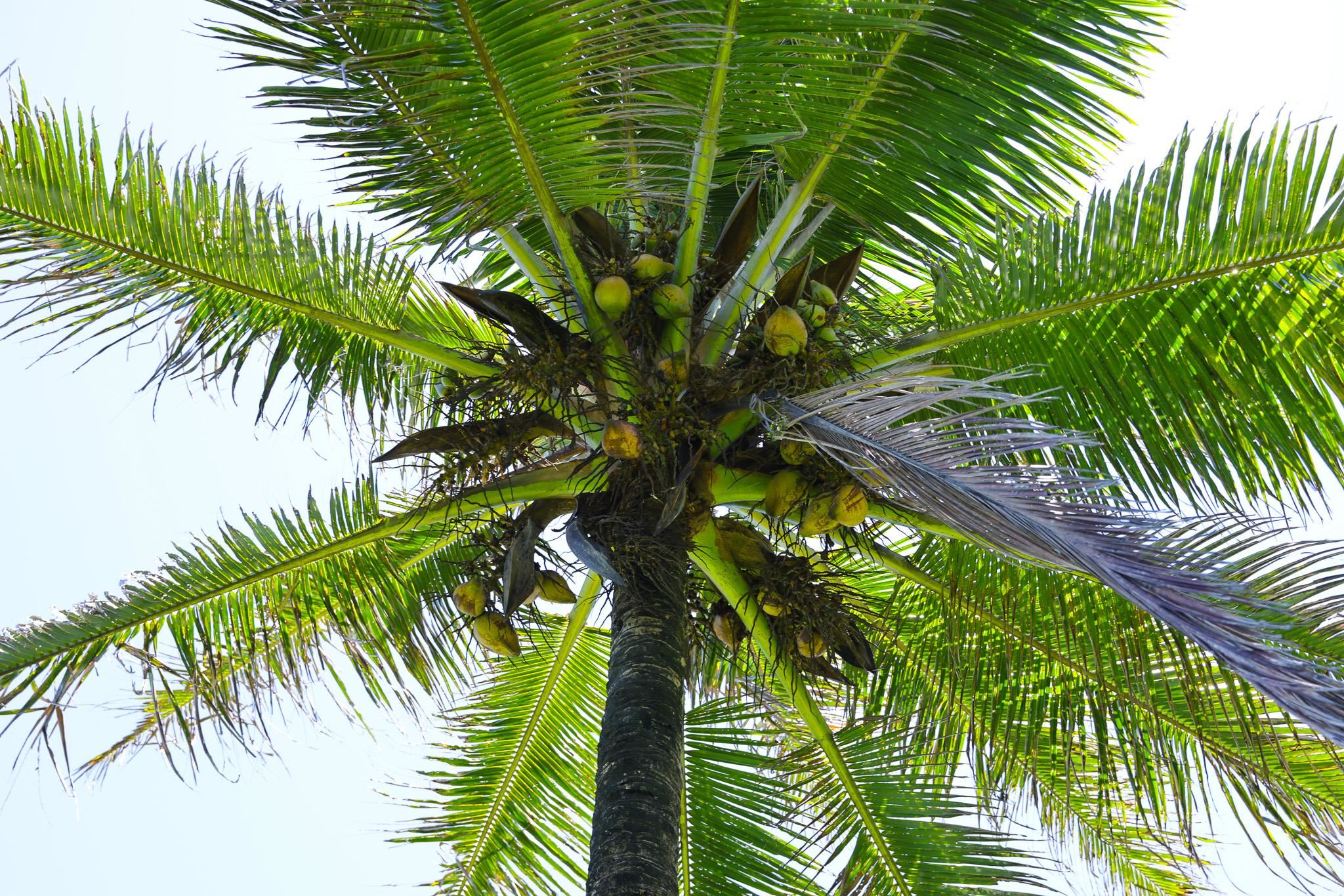 Keanae Road Haiku, HI 96708 - Photo 37 of 45