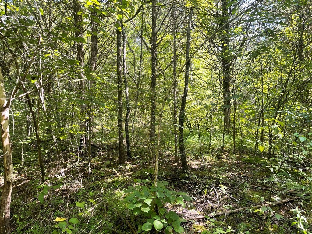 1549 Douglas Dam Road Sevierville, TN 37876 - Photo 3 of 30