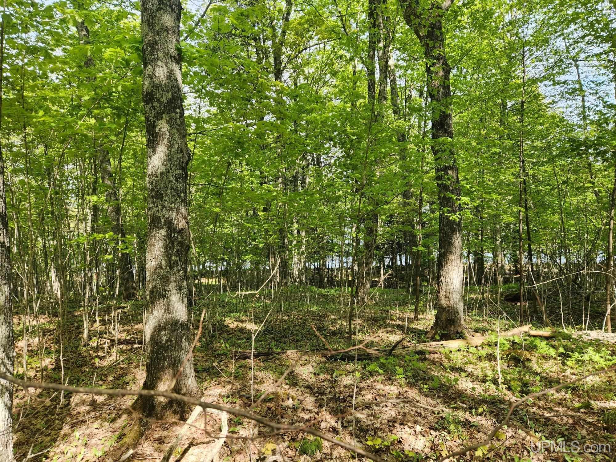 Lot 20 University Road Iron River, MI 49935 - Photo 12 of 23 Gallery Image 12