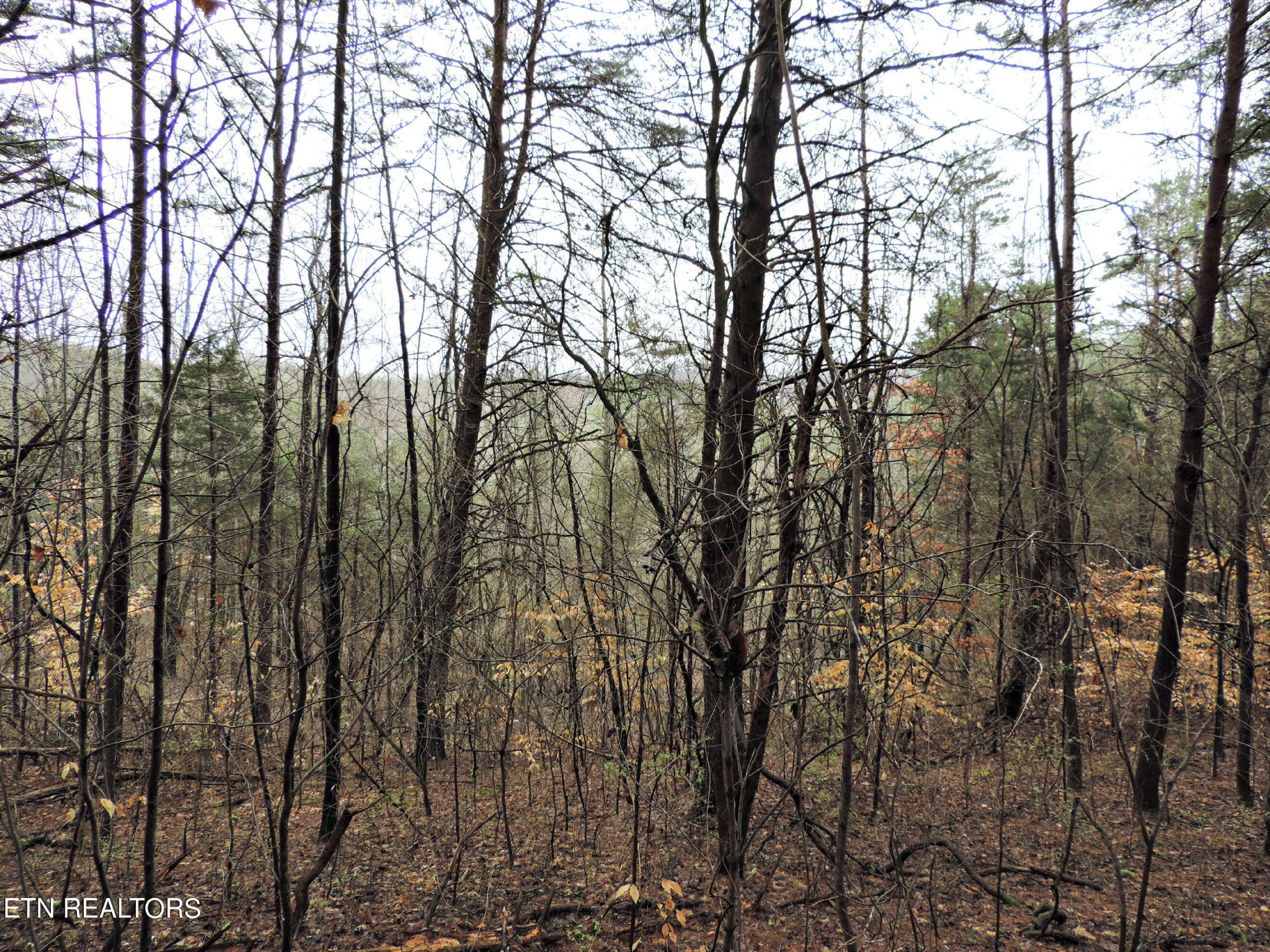 10 Hickory Spgs Road Washburn, TN 37888 - Photo 15 of 21 Gallery Image 15