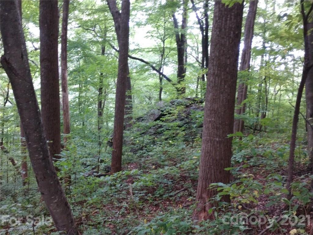 0 Summit Road, Unit 342 Tryon, NC 28782 - Photo 14 of 22 a view of a forest that has large trees