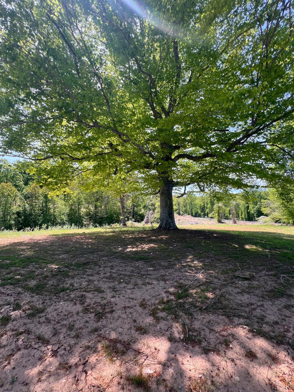 2107 Boxwood Farm Road Amherst, VA 24521 - Photo 25 of 33 a view of a tree in the middle of a yard