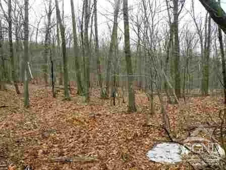 a view of a lush green forest